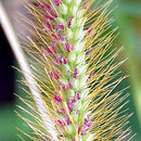 Image of Setaria