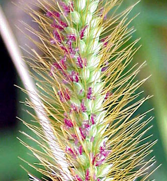 Image of <i>Setaria pumila</i>