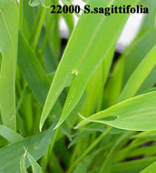 Image of Setaria sagittifolia (A. Rich.) Walp.