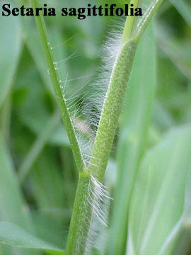 Plancia ëd Setaria sagittifolia (A. Rich.) Walp.