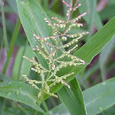 صورة Setaria sagittifolia (A. Rich.) Walp.