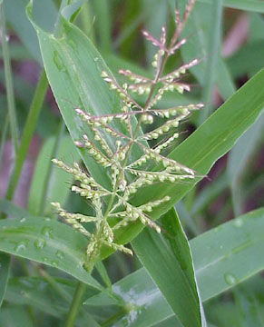 صورة Setaria sagittifolia (A. Rich.) Walp.