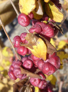 Sivun Symphoricarpos orbiculatus Moench kuva