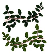 Pellaea andromedifolia (Kaulf.) Fée resmi