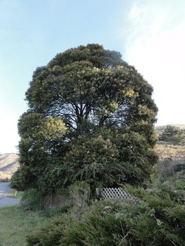 Image of glossy privet