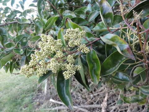 Image of glossy privet