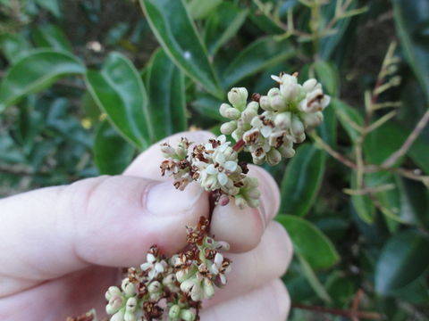 Image of glossy privet