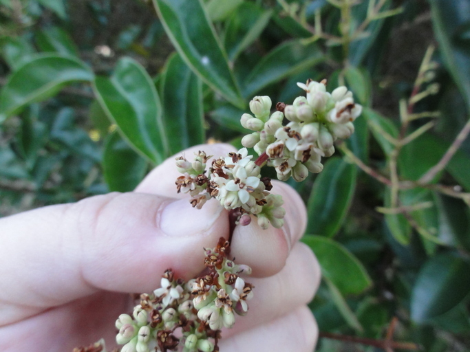 Image of glossy privet