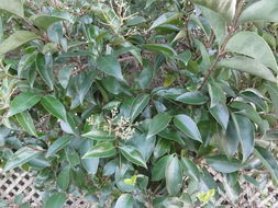 Image of glossy privet