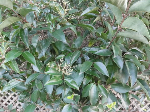 Image of glossy privet