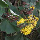 Image of velvet groundsel