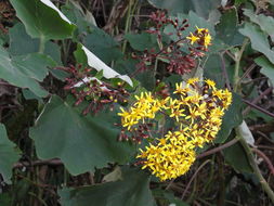 Image of velvet groundsel