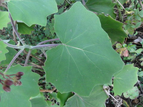 Image of velvet groundsel