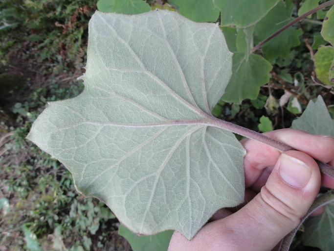 Image of velvet groundsel