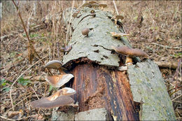 <i>Polyporus brumalis</i> resmi