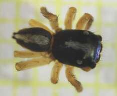 Image of Chalcotropis