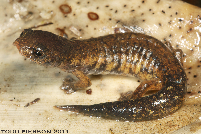 Image of Mushroomtongue salamander