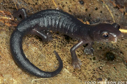 Image of Mushroomtongue salamander