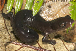 Image of Mushroomtongue salamander