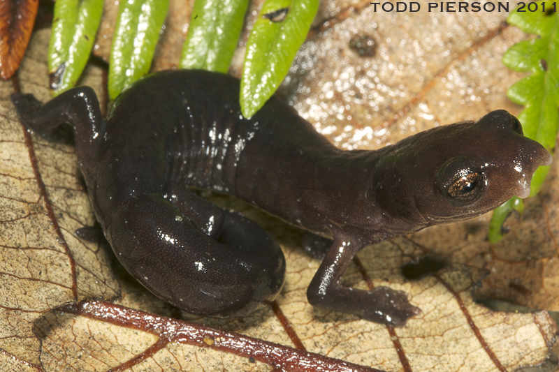 Image of Mushroomtongue salamander