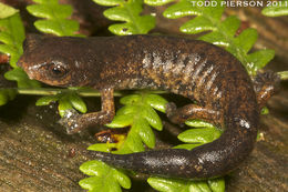 Image of Mushroomtongue salamander