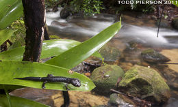 Image of Mushroomtongue salamander