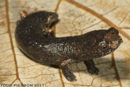 Image of Alta Verapaz Salamander