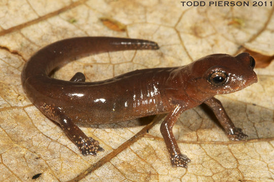 Image of Bolitoglossa dunni (Schmidt 1933)