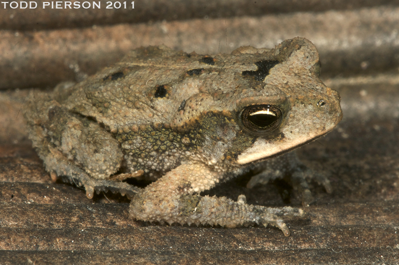 Image of Cane Toad