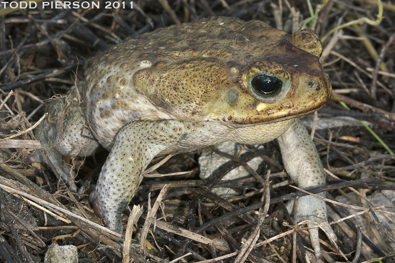 Image of Cane Toad