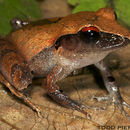 Image of Izabal robber frog