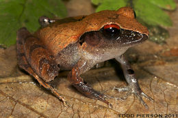 Image of Izabal robber frog