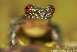 Image of Brook frog