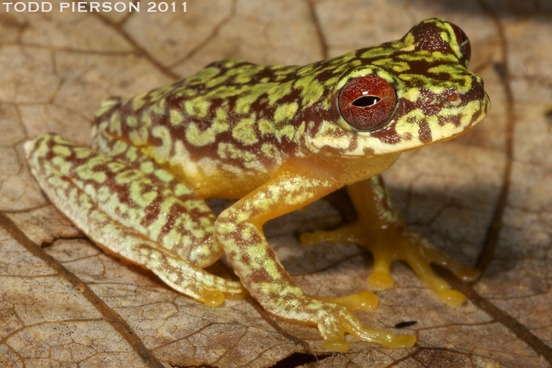 Image of Brook frog