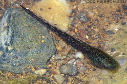 Image of Brook frog