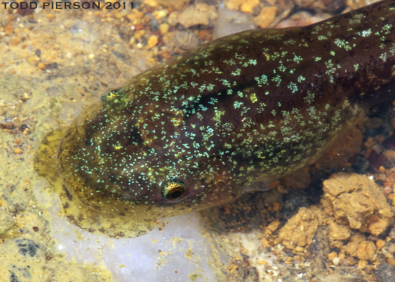 Image of Brook frog