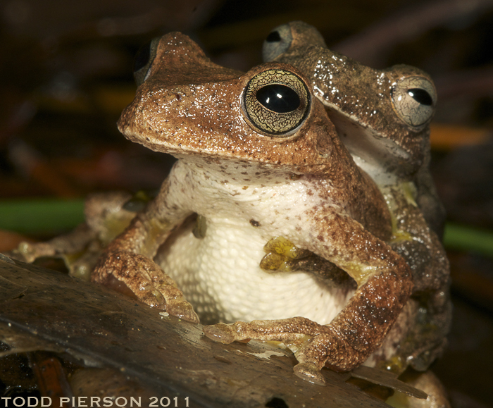 Image of Copan Stream Frog
