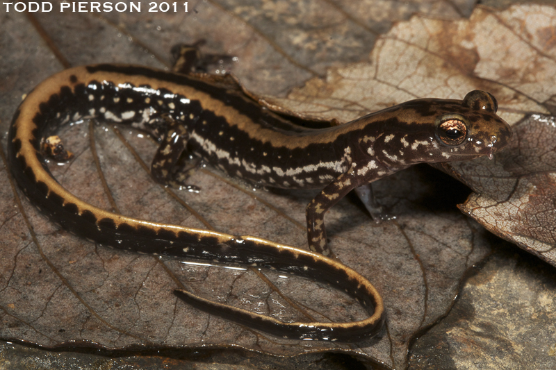 Image of Three-lined Salamander