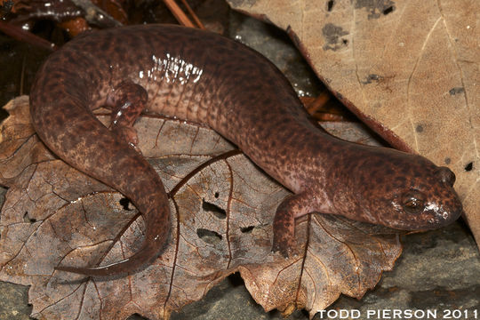 Image of Red Salamander