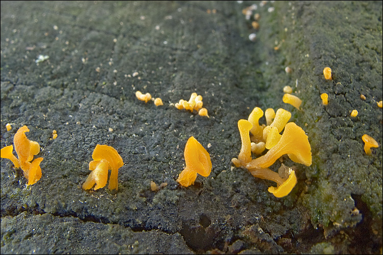 Image of Guepiniopsis buccina (Pers.) L. L. Kenn. 1959