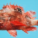 Image of Coral scorpionfish