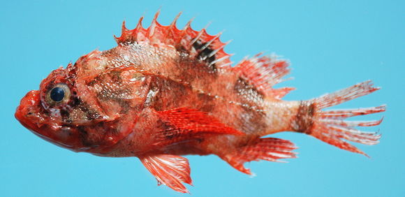 Image of Coral scorpionfish