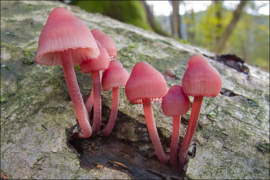 Слика од Mycena haematopus (Pers.) P. Kumm. 1871