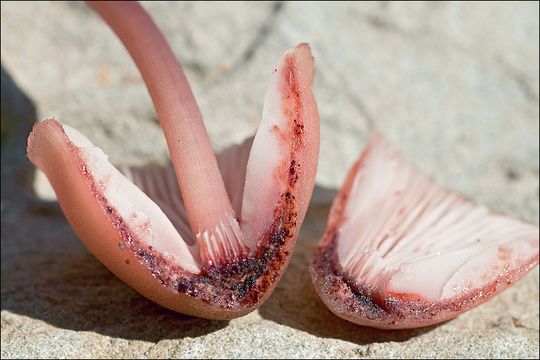 Image of Mycena haematopus (Pers.) P. Kumm. 1871