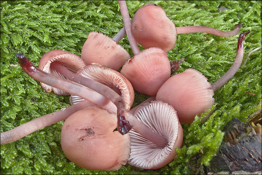 Imagem de Mycena haematopus (Pers.) P. Kumm. 1871