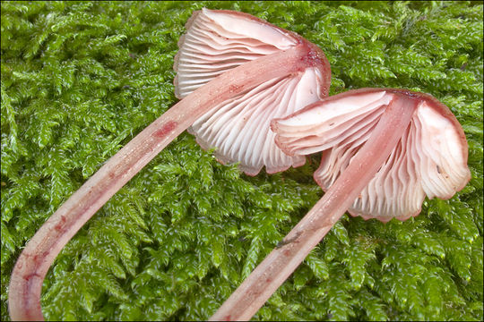 Image of bleeding fairy helmet