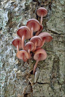 Image of Mycena haematopus (Pers.) P. Kumm. 1871