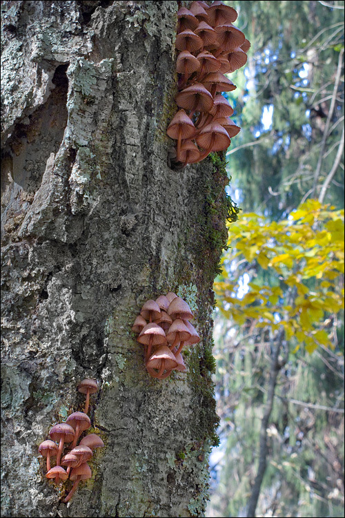 Image of Mycena haematopus (Pers.) P. Kumm. 1871