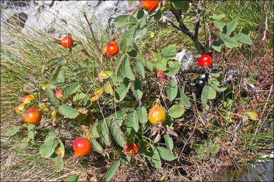 Image of Apple Rose