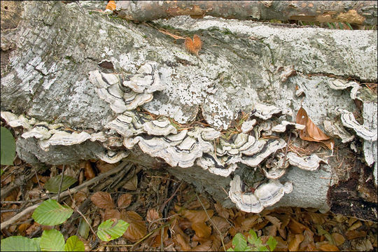 Imagem de Auricularia mesenterica (Dicks.) Pers. 1822